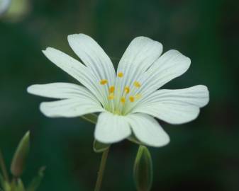 Fotografia da espécie Stellaria holostea