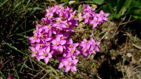 Fotografia da espécie Centaurium erythraea subesp. grandiflorum