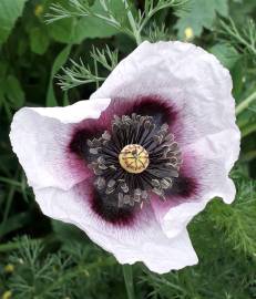 Fotografia da espécie Papaver somniferum subesp. setigerum