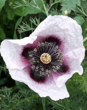 Fotografia 8 da espécie Papaver somniferum subesp. setigerum no Jardim Botânico UTAD