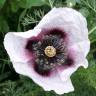 Fotografia 8 da espécie Papaver somniferum subesp. setigerum do Jardim Botânico UTAD