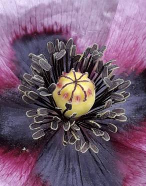 Fotografia 9 da espécie Papaver somniferum subesp. setigerum no Jardim Botânico UTAD