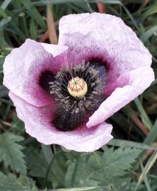 Fotografia da espécie Papaver somniferum subesp. setigerum