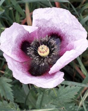 Fotografia 10 da espécie Papaver somniferum subesp. setigerum no Jardim Botânico UTAD