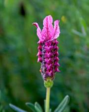 Fotografia da espécie Lavandula stoechas