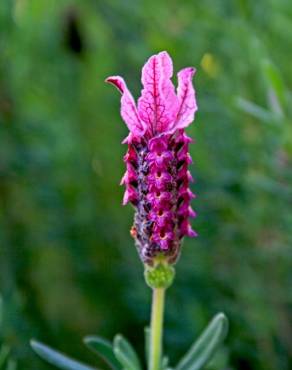 Fotografia 1 da espécie Lavandula stoechas subesp. stoechas no Jardim Botânico UTAD