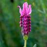 Fotografia 1 da espécie Lavandula stoechas subesp. stoechas do Jardim Botânico UTAD