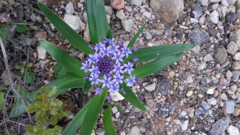 Fotografia da espécie Scilla peruviana