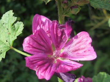 Fotografia da espécie Malva sylvestris