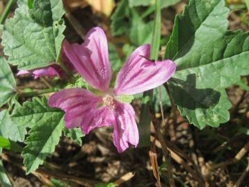 Fotografia da espécie Malva sylvestris