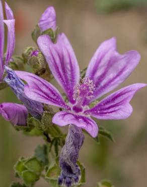 Fotografia 13 da espécie Malva sylvestris no Jardim Botânico UTAD