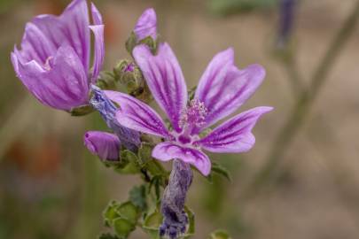 Fotografia da espécie Malva sylvestris