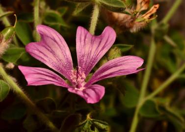 Fotografia da espécie Malva sylvestris