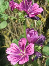 Fotografia da espécie Malva sylvestris