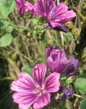 Fotografia 17 da espécie Malva sylvestris no Jardim Botânico UTAD