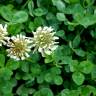 Fotografia 19 da espécie Trifolium repens var. repens do Jardim Botânico UTAD