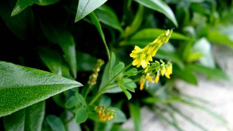 Fotografia da espécie Melilotus officinalis