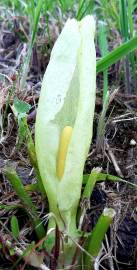 Fotografia da espécie Arum italicum