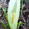 Fotografia 14 da espécie Arum italicum do Jardim Botânico UTAD