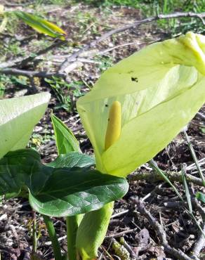 Fotografia 15 da espécie Arum italicum no Jardim Botânico UTAD