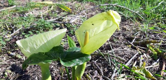 Fotografia da espécie Arum italicum