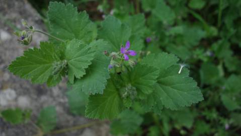 Fotografia da espécie Erodium moschatum