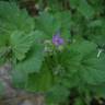 Fotografia 14 da espécie Erodium moschatum do Jardim Botânico UTAD