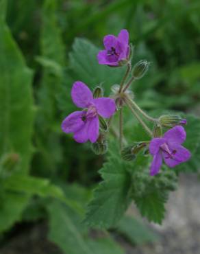 Fotografia 15 da espécie Erodium moschatum no Jardim Botânico UTAD