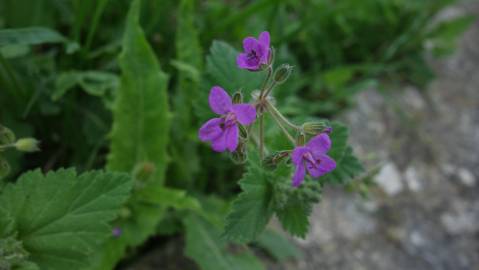 Fotografia da espécie Erodium moschatum