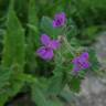 Fotografia 15 da espécie Erodium moschatum do Jardim Botânico UTAD