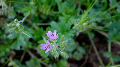 Fotografia da espécie Erodium moschatum