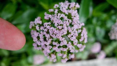 Fotografia da espécie Centranthus calcitrapae subesp. calcitrapae