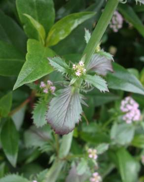 Fotografia 13 da espécie Centranthus calcitrapae subesp. calcitrapae no Jardim Botânico UTAD