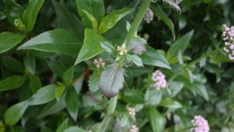 Fotografia da espécie Centranthus calcitrapae subesp. calcitrapae