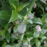 Fotografia 13 da espécie Centranthus calcitrapae subesp. calcitrapae do Jardim Botânico UTAD