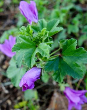 Fotografia 6 da espécie Malva neglecta no Jardim Botânico UTAD