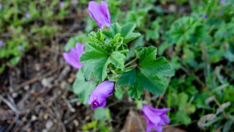 Fotografia da espécie Malva neglecta