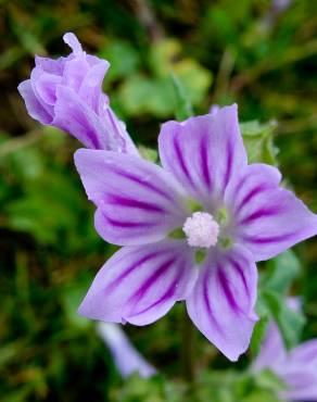 Fotografia 7 da espécie Malva neglecta no Jardim Botânico UTAD