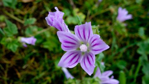 Fotografia da espécie Malva neglecta