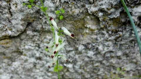 Fotografia da espécie Fumaria muralis