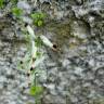 Fotografia 13 da espécie Fumaria muralis do Jardim Botânico UTAD