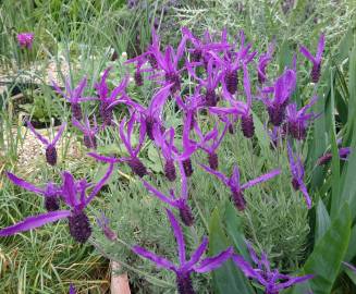 Fotografia da espécie Lavandula pedunculata