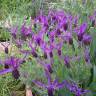 Fotografia 8 da espécie Lavandula pedunculata do Jardim Botânico UTAD