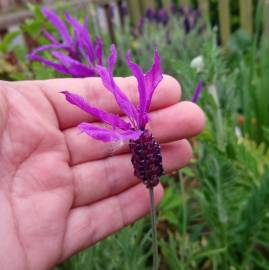 Fotografia da espécie Lavandula pedunculata