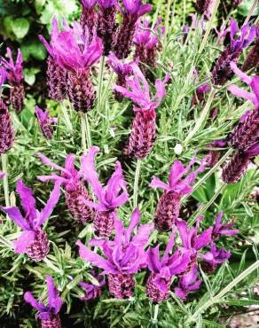 Fotografia 6 da espécie Lavandula pedunculata no Jardim Botânico UTAD