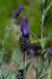 Fotografia da espécie Lavandula pedunculata