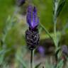 Fotografia 5 da espécie Lavandula pedunculata do Jardim Botânico UTAD