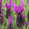 Fotografia 4 da espécie Lavandula pedunculata do Jardim Botânico UTAD