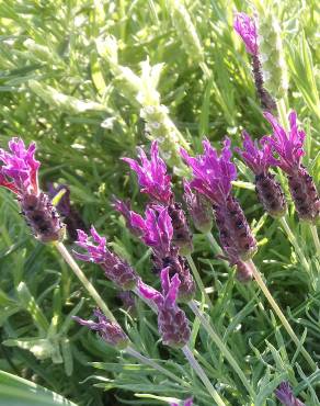 Fotografia 3 da espécie Lavandula pedunculata no Jardim Botânico UTAD