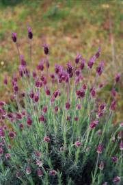 Fotografia da espécie Lavandula pedunculata